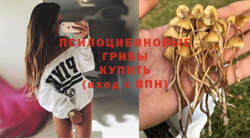 hydra   Кирово-Чепецк  Псилоцибиновые грибы Psilocybe 